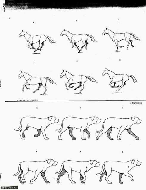 动物跑步分解图图片
