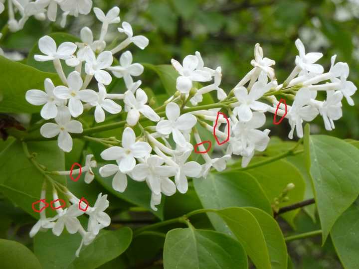 什么是花筒 花萼筒 花冠筒 知乎