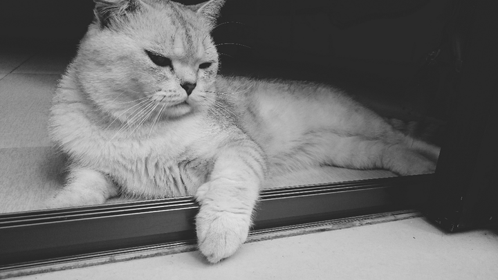 猫有眉毛吗 知乎 猫有眉毛吗 知乎