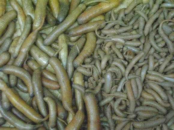 福建沿海的朋友们可能都知道的土丁冻也叫土笋冻,是滩涂里的一种蠕虫