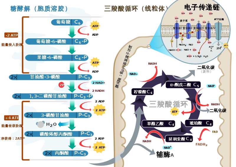 为什么有氧做了一个月以后在依旧做器械的情况下肌肉也掉了 夏睿的回答 知乎