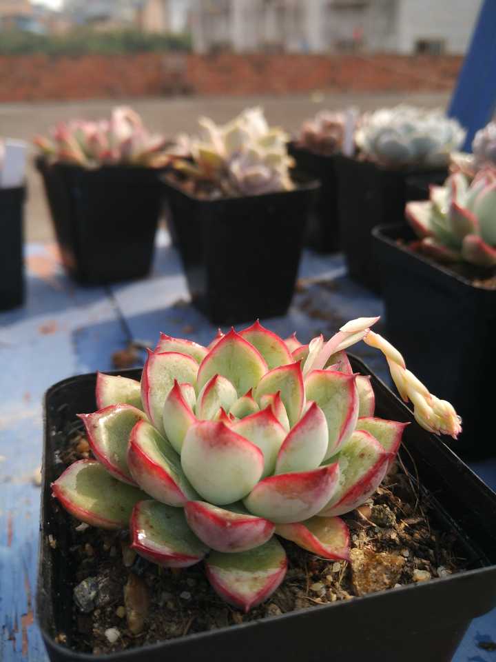 多肉花剑要不要剪 可以用花剑繁殖吗 知乎