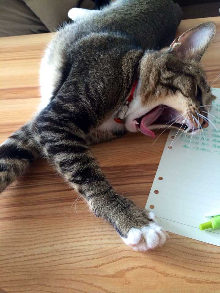 怎么才能知道猫是否爱主人 知乎 怎么才能知道猫是否爱主人 知乎