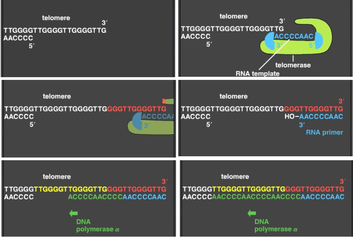 为何正常细胞中的端粒会在复制过程中不断损耗，而癌细胞中的却不会？ - 知乎