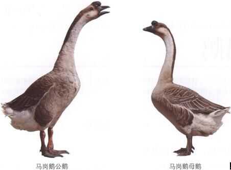 canada goose k鴅 online canada goose k鴅 online