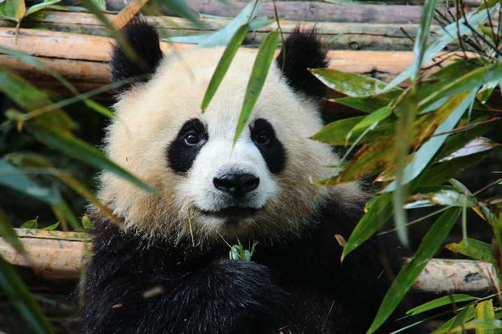 饼干啊,班长啊好多好多的,特点当然是14:9宽屏脸啦,不怎么关注熊猫的