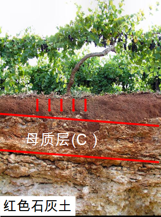 土壤是怎样形成的? - 知乎