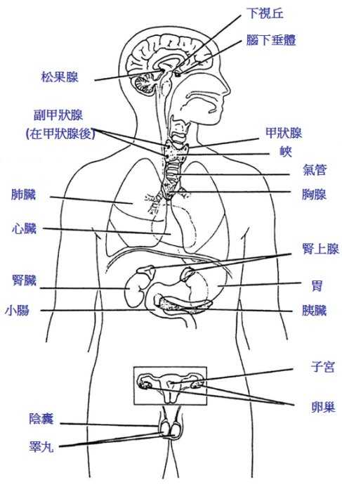 垂体以及睾丸或卵巢的生理位置:(来自百度搜索) 注:下视丘即为下丘脑