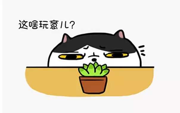 有没有知友又养猫又养多肉的 知乎 有没有知友又养猫又养多肉的 知乎