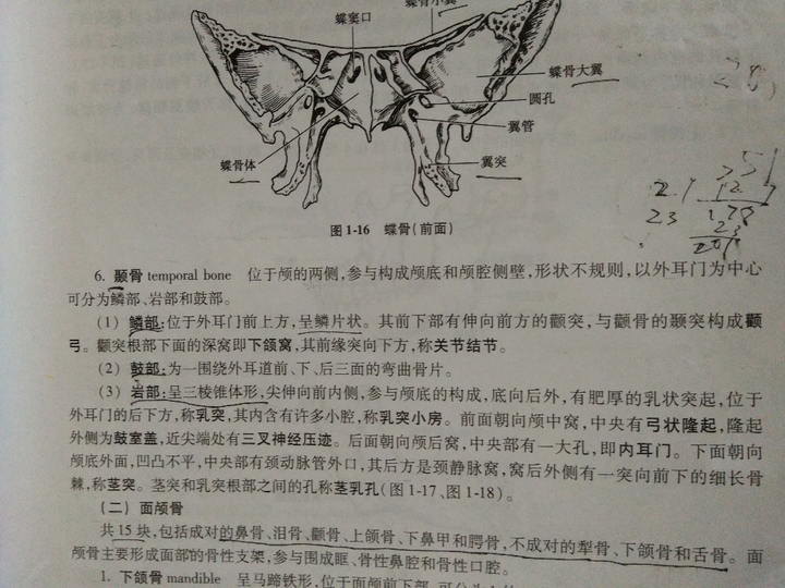 颞骨的鼓部和岩部有分界线吗,是什么? - 知乎