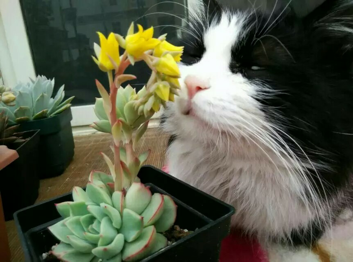 有没有知友又养猫又养多肉的 知乎 有没有知友又养猫又养多肉的 知乎