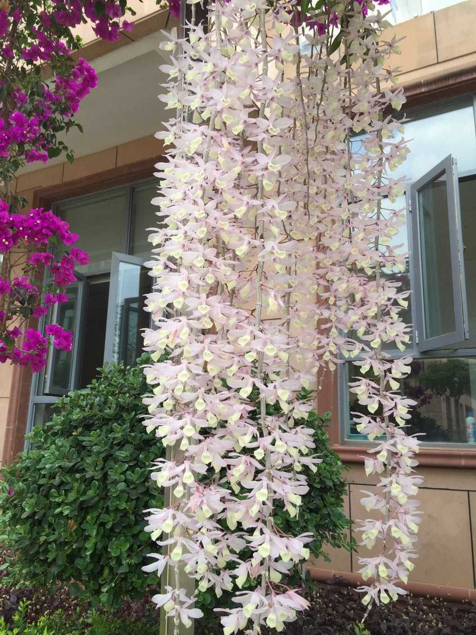 题主,教你种最简单易种的植物,天宫石斛,我就是因为看到天宫石斛的