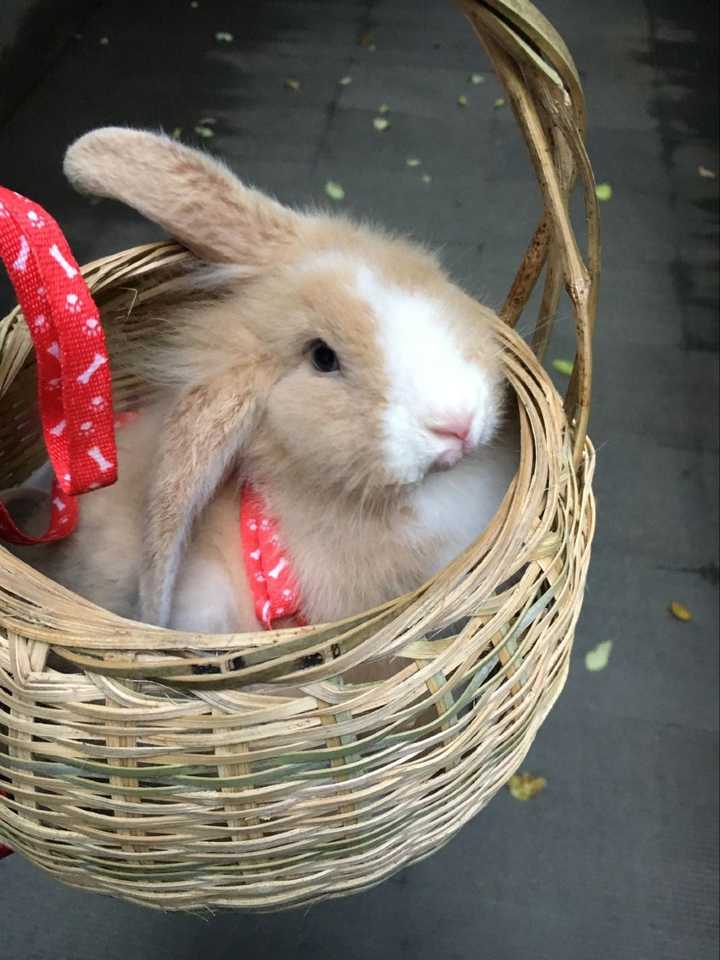 你們拍過最萌的動物照片是什麼?