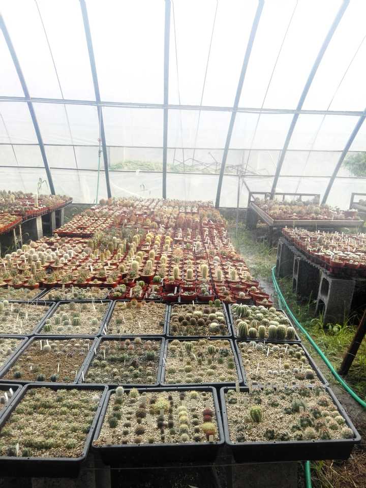 背植物拉丁名是一种怎样的体验 知乎