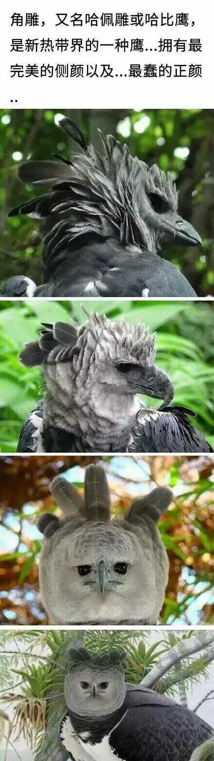 又白又平的大饼脸怎么拍照好看?