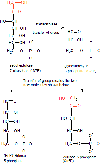 在光合作用的稳定暗反应中,c3化合物为什么是c5的两倍? - 知乎