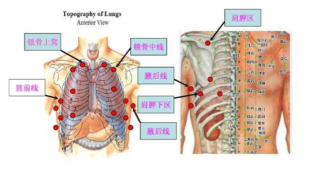 为什么心脏在左边 医生用听诊器检查呼吸 听完左边听右边 知乎