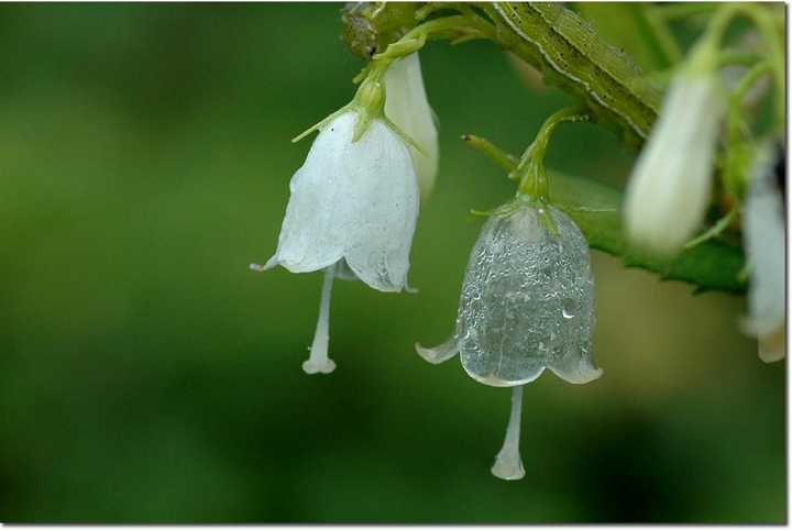 日本山荷叶 在淋雨之后花瓣变成透明的 是真的吗 知乎