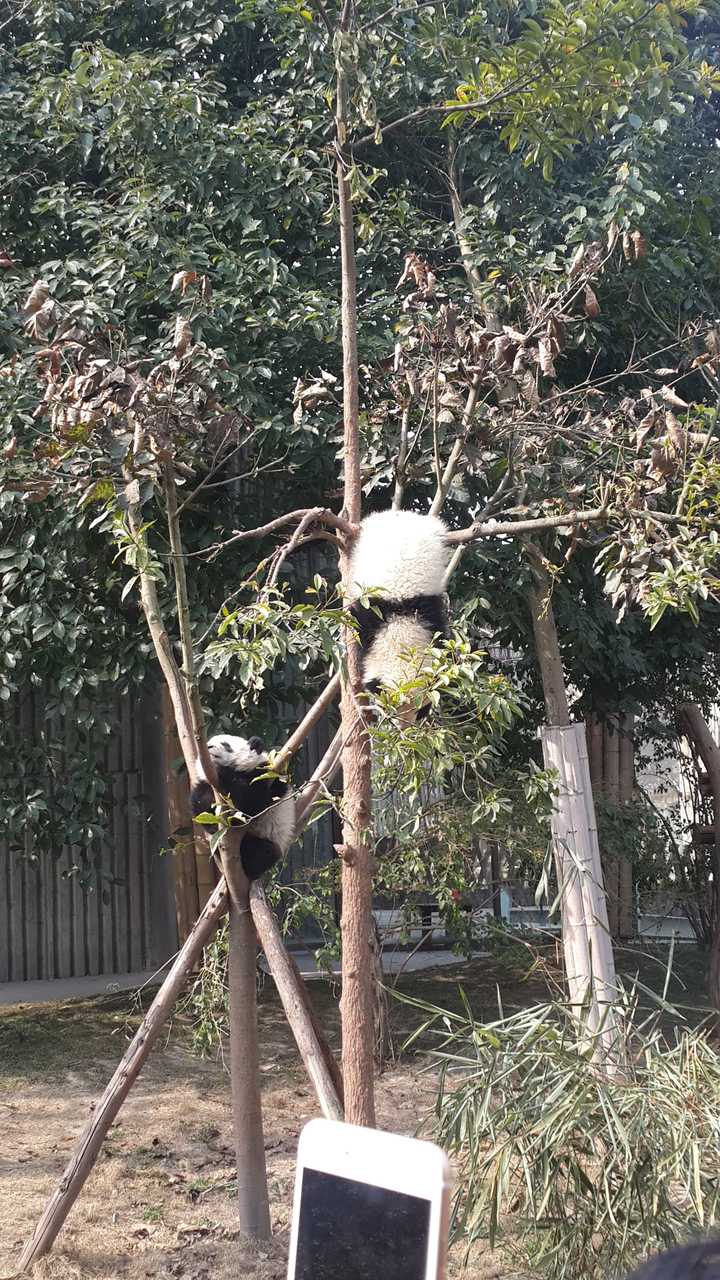 你有哪些收藏来反复看的大熊猫(giant panda 的图片?