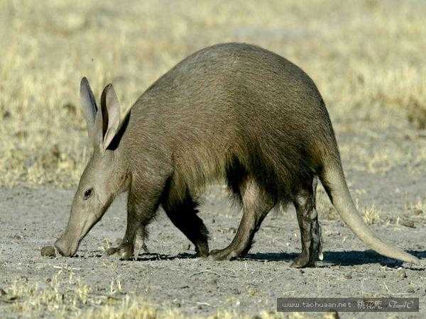 土豚  ----产自非洲