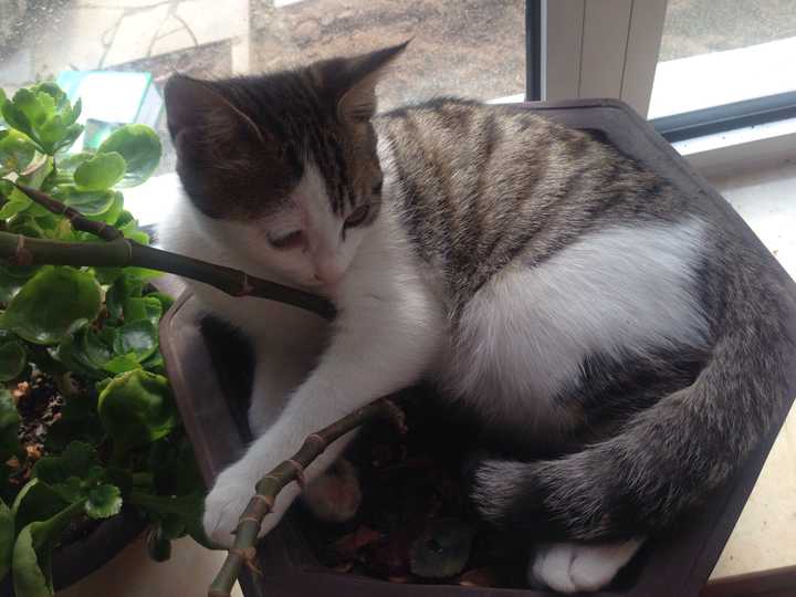 猫刨我花盆怎么办 知乎 猫刨我花盆怎么办 知乎