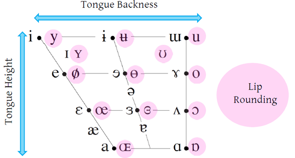 八个基本元音舌位图图片