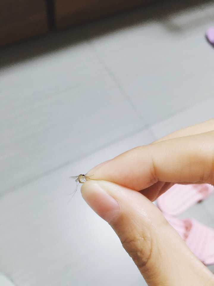 只凭单手不借助外物需达成怎么样的条件可以将蚊子拍死?