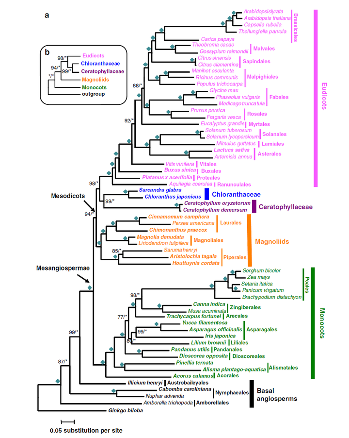 Apg Iii 植物分类系统对真花说和假花说有什么影响 现在怎么解释被子植物的系统演化 知乎