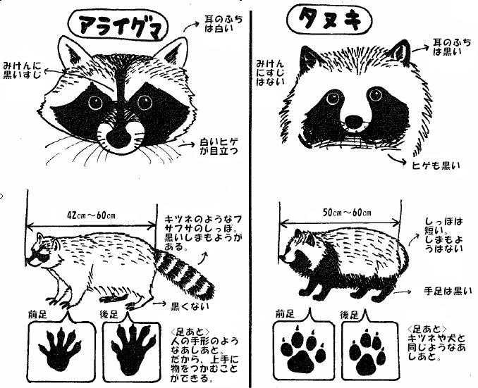 为什么说哆啦a梦像 狸猫 日本动漫里出现的 狸猫 是什么动物 知乎 为什么说哆啦a梦像 狸猫 日本动漫里出现的 狸猫 是什么动物 知乎