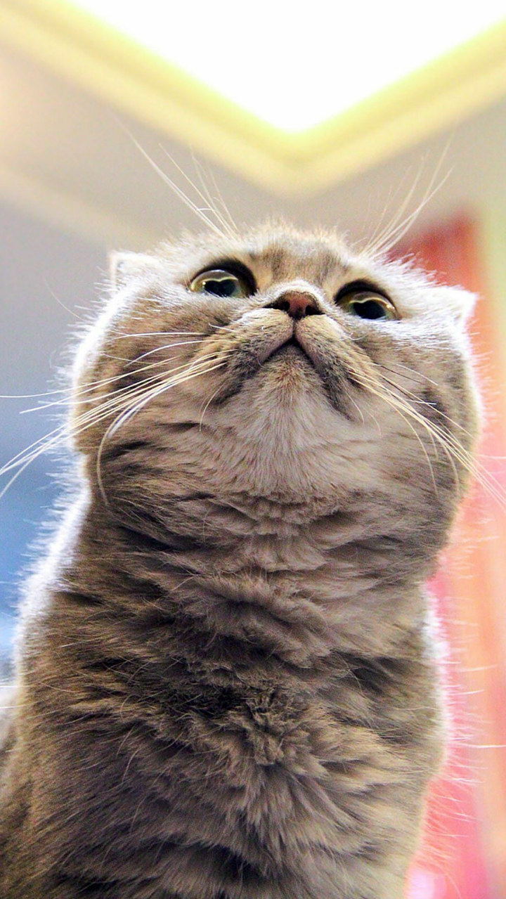猫有眉毛吗 知乎 猫有眉毛吗 知乎