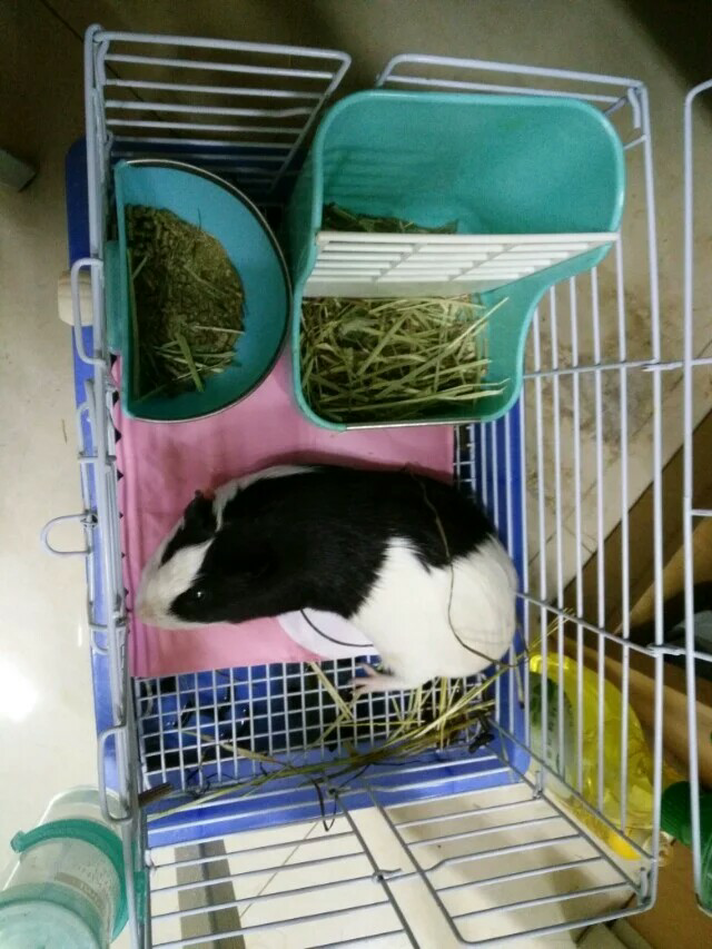 如何养好一只豚鼠 荷兰猪 知乎 如何养好一只豚鼠 荷兰猪 知乎