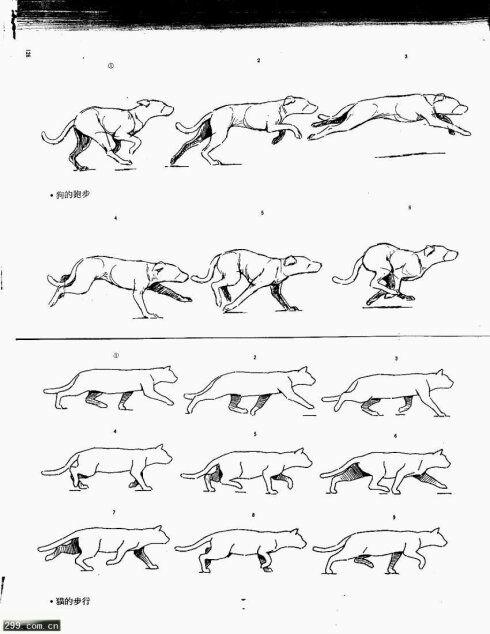 四足动物运动规律走路图片