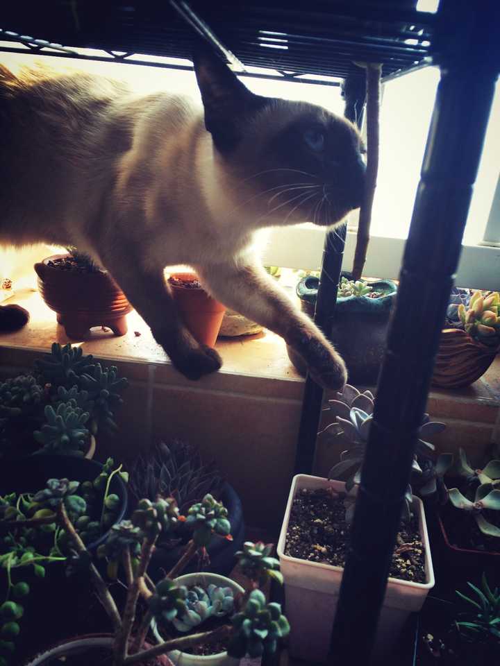 有没有知友又养猫又养多肉的 知乎 有没有知友又养猫又养多肉的 知乎