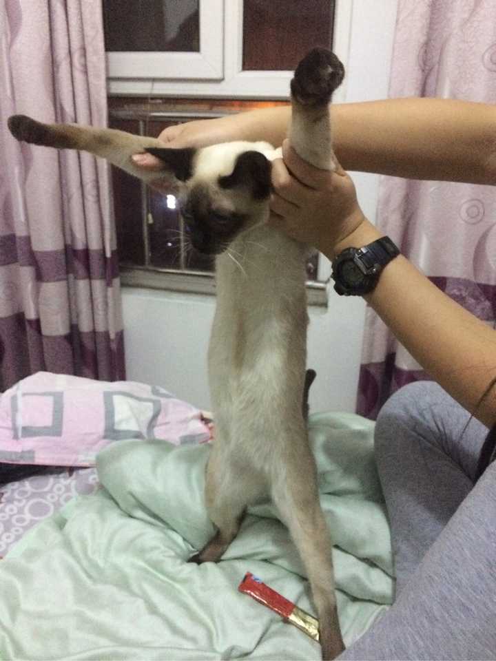 有没有知友又养猫又养多肉的 知乎 有没有知友又养猫又养多肉的 知乎