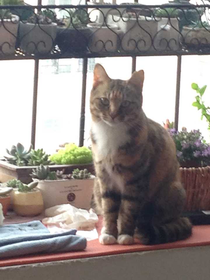 有没有知友又养猫又养多肉的 知乎 有没有知友又养猫又养多肉的 知乎