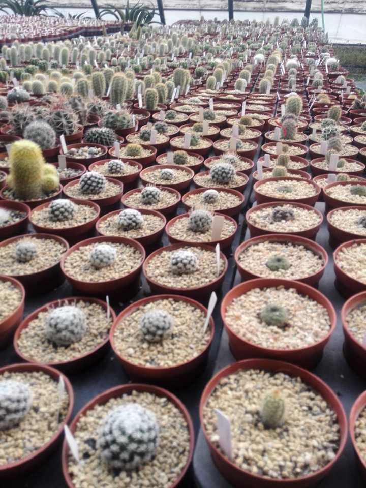 背植物拉丁名是一种怎样的体验 知乎