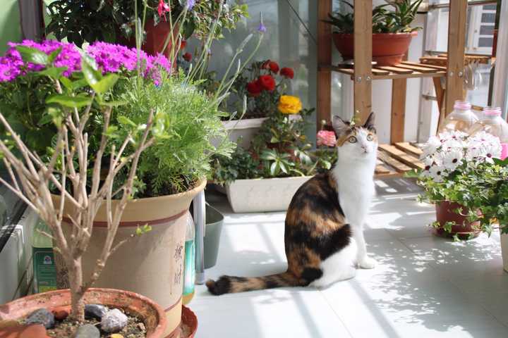 养猫和养花 知乎 养猫和养花 知乎