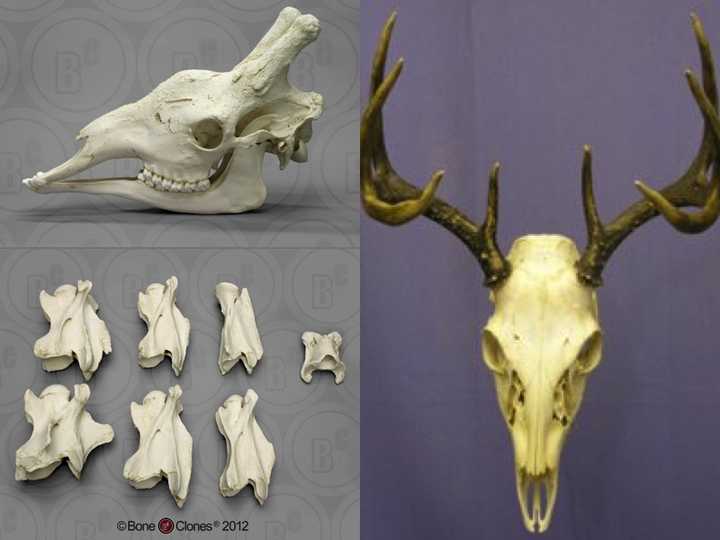 我图森破图乃衣服的知友啊, 左边狰狞冷笑的邪物就是长颈鹿的头骨.