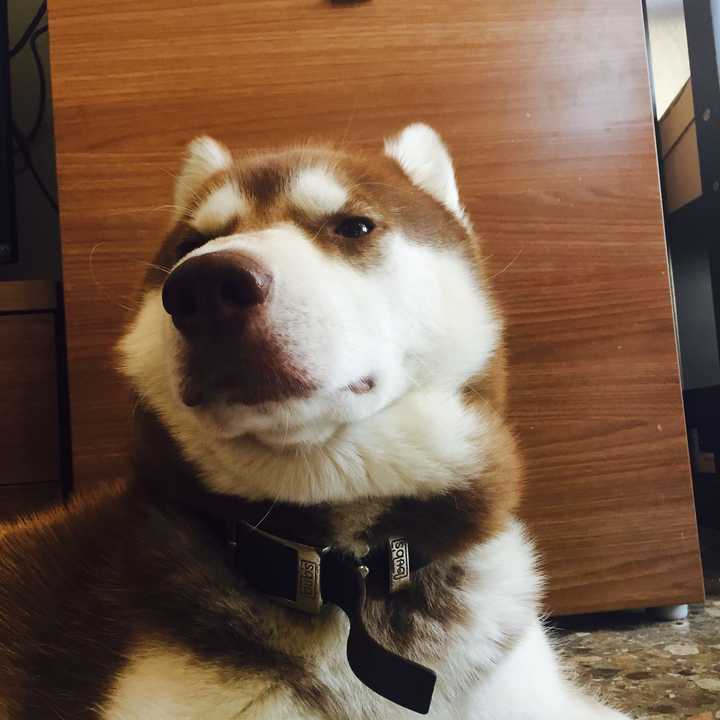 哈士奇真的很二吗 知乎 哈士奇真的很二吗 知乎