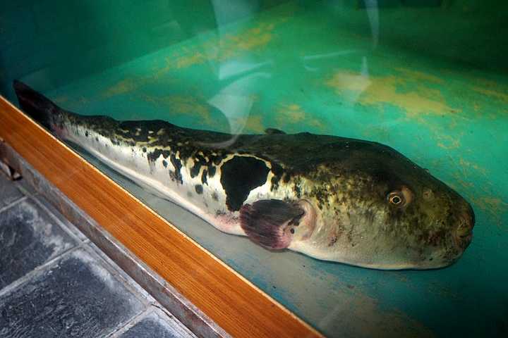 头只有数斤重,而多古安则可以拿到 超过5公斤重,数量稀少的野生虎河豚