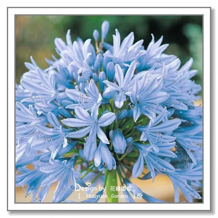 有哪些花是天蓝色的?