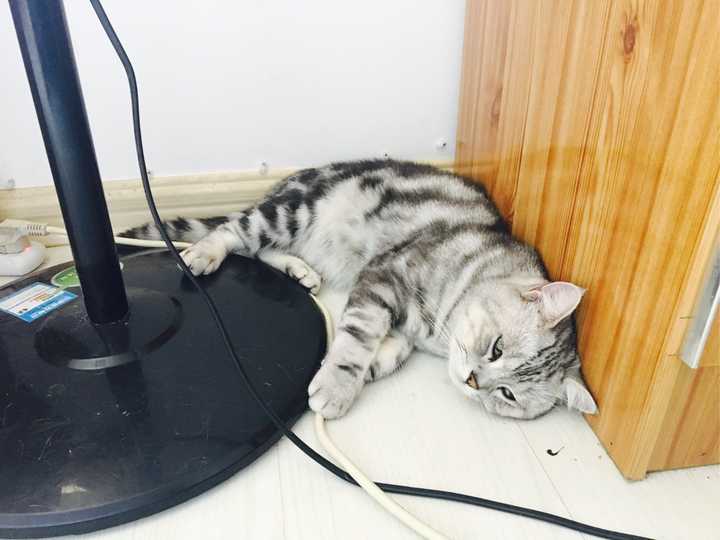 如何区分狸花猫和美国短毛猫 知乎