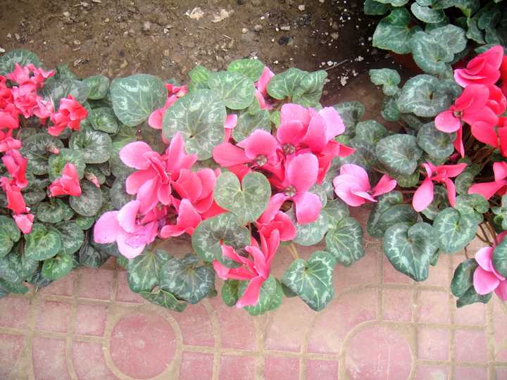 有哪些音译词让你察觉不到是音译的 知乎用户的回答 知乎