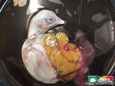 吃毛鸡蛋是怎么样一番体验 知乎