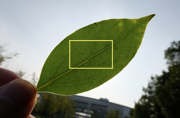 对一片树叶拍照 放大后能看到植物细胞吗 知乎 对一片树叶拍照 放大后能看到植物细胞吗 知乎