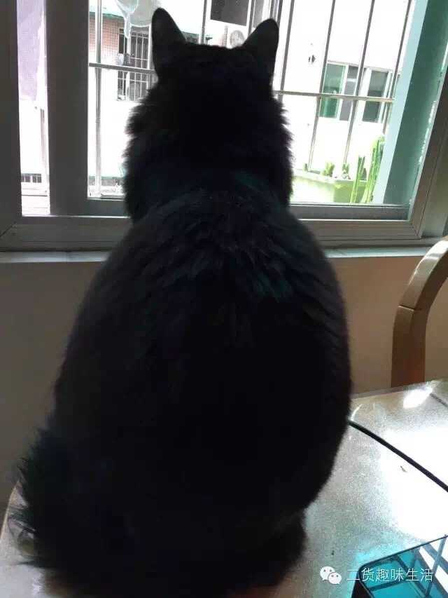 养黑猫会带来噩运吗 知乎 养黑猫会带来噩运吗 知乎