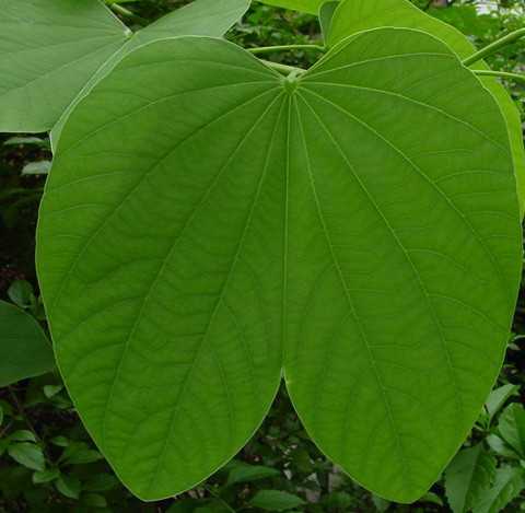 中国植物名字都有哪些渊源和典故? - 知乎