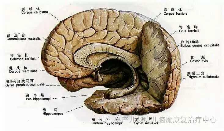 我家孩子胼胝体发育不良,目前在培智学校上学,自己多学习吧,康复训练