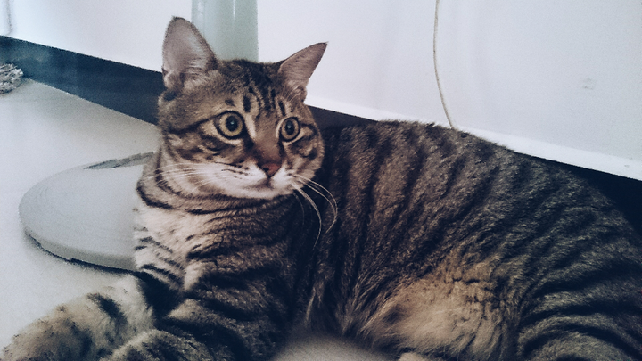 猫有眉毛吗 知乎 猫有眉毛吗 知乎
