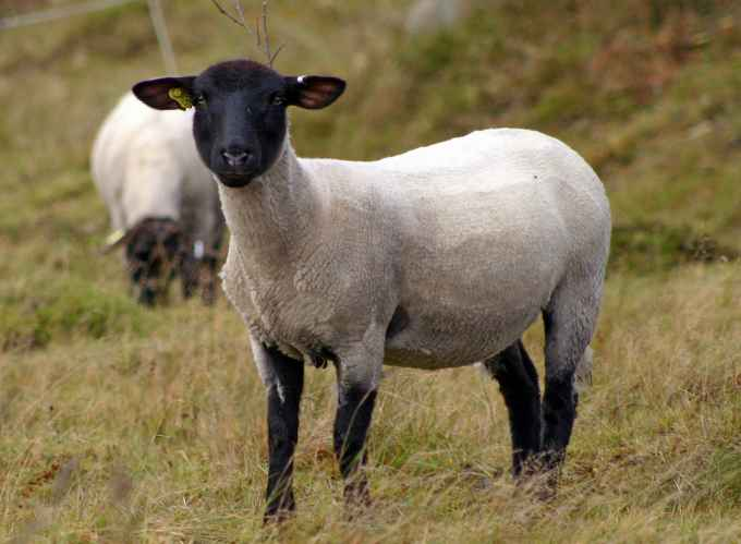羊没有被人工饲养前 毛怎么剪掉的 知乎